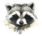 Raccoon Watercolor illustration. forest wildlife. Cartoon woodland animal.