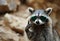 a raccoon wearing green sunglasses making a hand gesture