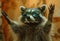 raccoon wearing green sunglasses raising his arms