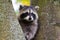 Raccoon Wedged Between Tree Trunks