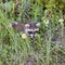 Raccoon wild flowers forest 