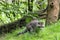 Raccoon in the wild forest