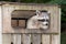 Raccoon In A Wooden Garbage Bin