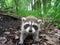 Raccoon in the Woods