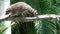 Raccoon young climbing a tree