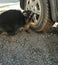 Raccoon young curious on the street near the car