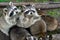 Raccoons beg for food. Petting Zoo