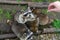 Raccoons beg for food with their paws up