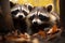 Raccoons bring laughter to the autumn forests vibrant animal world