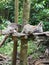 Raccoons family in carribean zoo