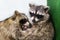 Raccoons hug each other, love animals