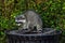 Raccoons Procyon lotor eating garbage or trash in a can invading the city in Stanley Park, Vancouver British Columbia, Canada