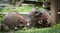 Raccoons (Procyon lotor) in the woods at a feeder.