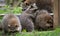 Raccoons(Procyon lotor) in the woods at a feeder.