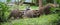 Raccoons (Procyon lotor) in the woods at a feeder.