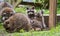 Raccoons (Procyon lotor) in the woods at a feeder.