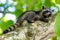 Raccoons resting in a tree in Cahuita National Park, Costa Rica