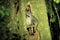 raccoons resting in a tree in Costa Rica