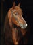 Race arabian horse portrait in dark stable