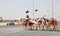 Race Camels in Qatar