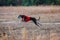 The Race of greyhound. Field coursing competition