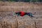 The Race of greyhound. Field coursing competition