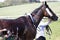 Race horse being cooled down