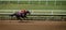 Race Horse, Del Mar, California