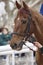 Race horse head ready to run. Paddock area.