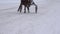 Race horse legs with riders in wheel carts compete on snowy track in winter. 4K