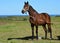 Race horse on pasture