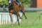 Race Horse Running Legs Hoofs Track Close Up
