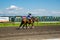 Race horse on track heading toward start gate