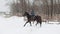 Race horse with woman rider running on snow ring