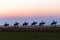 Race Horses Grooms Jockeys Training Dawn