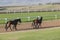 Race Horses Stables Landscape