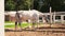 Racecourse concept. Modern animal livestock. White horse stallions in stall relaxing in training corral, farm