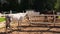Racecourse concept. Modern animal livestock. White horse stallions in stall relaxing in training corral, farm