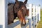 Racecourse, horse corral, parody horses in the training corral. Beautiful young purebred horse in paddock during training fall