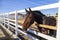 Racecourse, horse corral, parody horses in the training corral. Beautiful young purebred horse in paddock during training fall