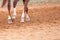 Racehorse Feet Close Up