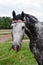 Racehorse head close-up