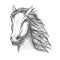 Racehorse stallion sketch for horse racing theme