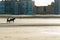 Racehorse training on the beach