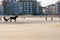 Racehorse training on the beach