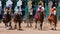 Racehorses Heading Down the Stretch Toward the Camera