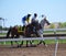 Racehorses and jockeys galloping