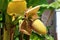 Raceme of the banana palm