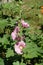 Raceme of pastel pink flowers of hollyhock