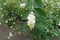 Raceme of pink flowers and white snowberries